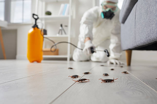 Commercial Kitchen Cockroach Control in Freeburg